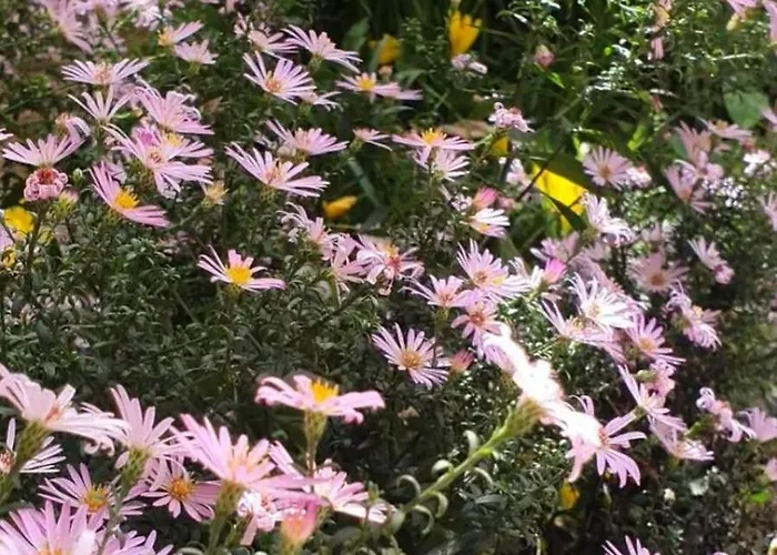 Селска къща за гости Guest Krasi