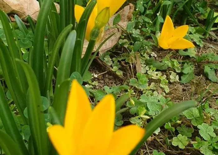 Guest Krasi Селска къща за гости Strazja